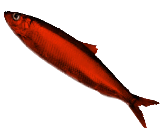 a picture of a red herring